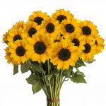 Nullam tincidunt vel